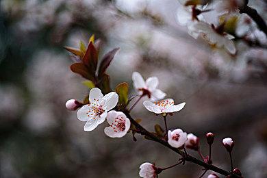 弹幕射击名作《式神之城》移植Switch 2026年4月发售